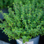 Bahçıvanların kekik yetiştirirken yaygın olarak yaptıkları hatalar