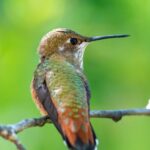 Bahçenize erken ilkbaharda eklemek isteyeceğiniz sinek kuşu çeken ağaç