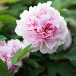 Pilonlarınızın bahçede gelişmesine yardımcı olacak toprak ipucu