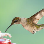 Rüzgar zili sinek kuşu besleyicileri güzel, ama aslında pratik mi?