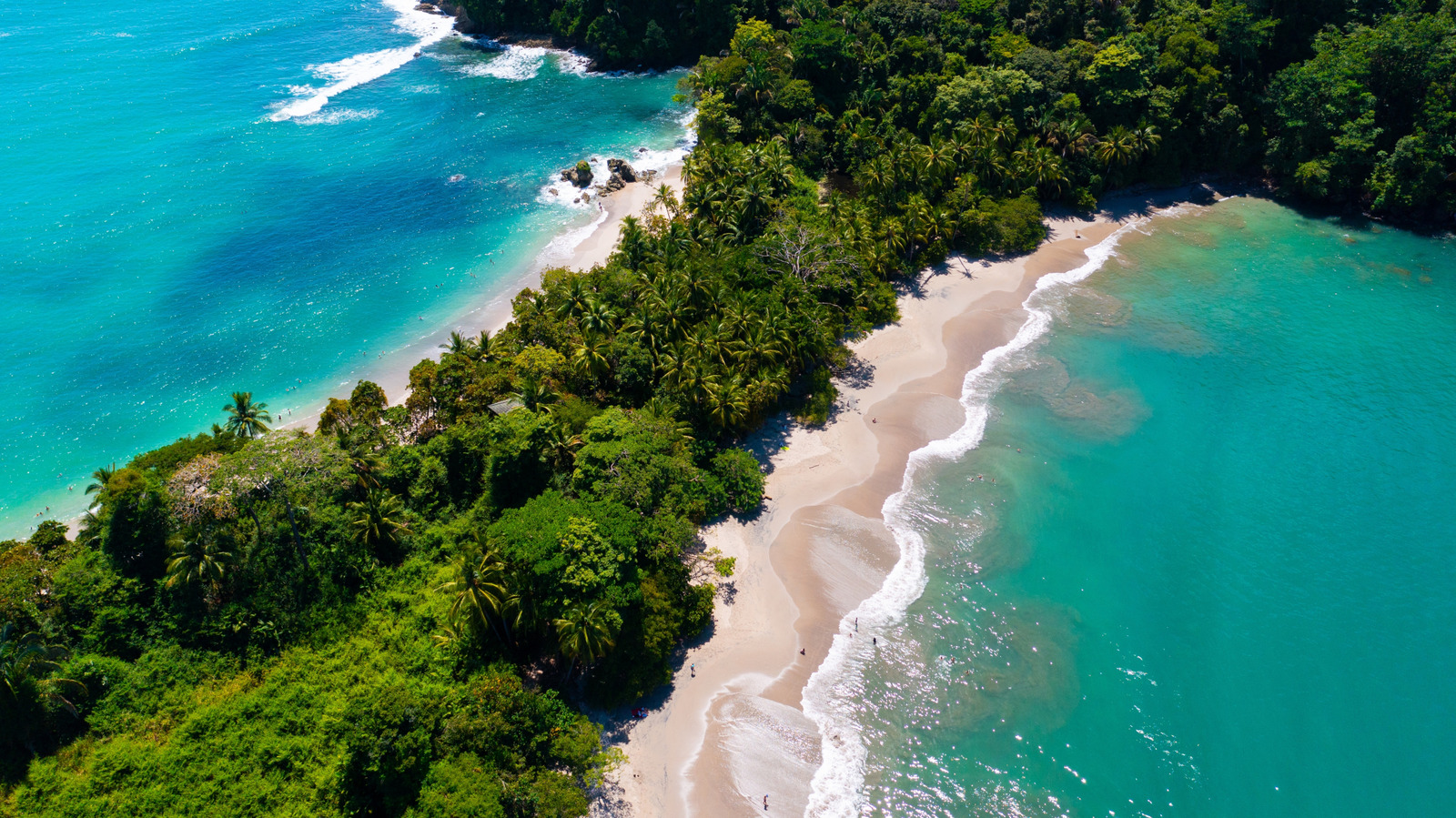Uzakta kalmak isteyeceğiniz tropikal meyve ağacı