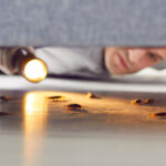 Hamamböceğinden kurtulmayı zorlaştıran yaygın hatalar