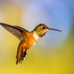 Bu nektar açısından zengin çiçekli çalı ekerek besleyici olmadan sinek kuşlarını çekin