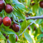 Daha fazla meyve üretmek için bir jujube ağacı almak için ipuçları