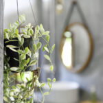 Açık ve uygun fiyatlı bitki standı hack, baştan beri kullanmalıyız