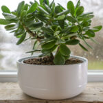 En iyi başarı şansı için bir yeşim fabrikası nasıl repote edilir