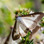 Bir kutu ağacı güvesi istilasının erken belirtileri görmezden gelmemelisiniz