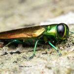 Ağaçlarda Zümrüt külü deliği hasarı nasıl tespit edilir