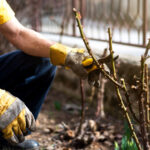Profesyonel bahçıvanımızdan güller için önemli erken bahar bakımı ipuçları