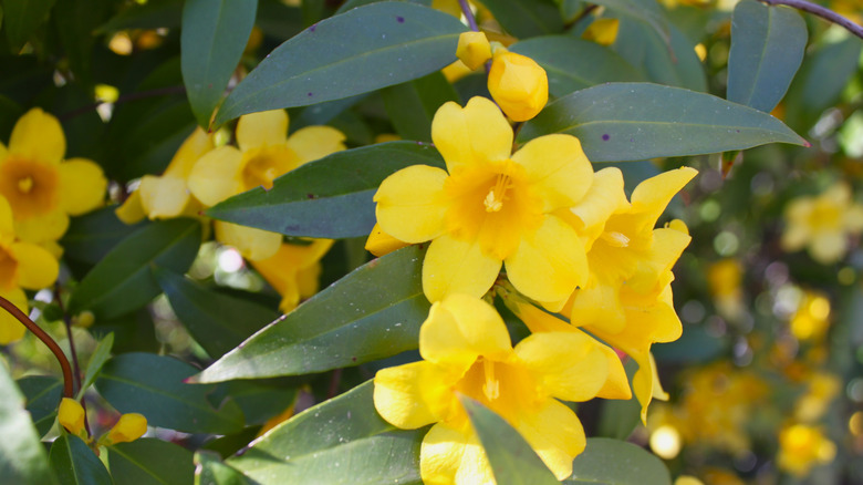 Jessamine sarı çiçeklerle çiçek açar.