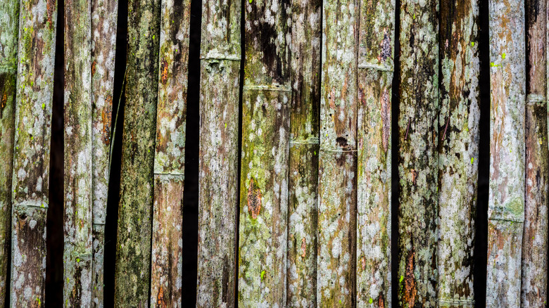 Moldy, çarpık çit çıtalarının yakından manzarası