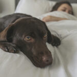 Bir yataktan köpek idrarını temizlemenin en akıllı yolları