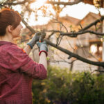 Bahçenizde bu ağaçlar varsa, Mart ayında onları budayın
