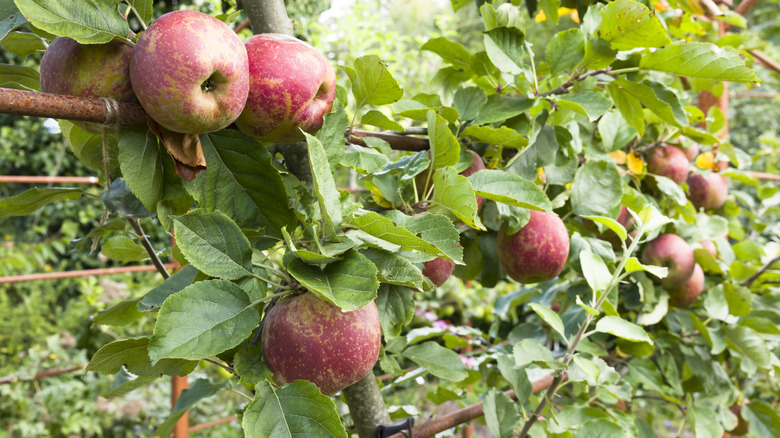 Elma ağacı açık zihinsel çit üzerinde espalier.