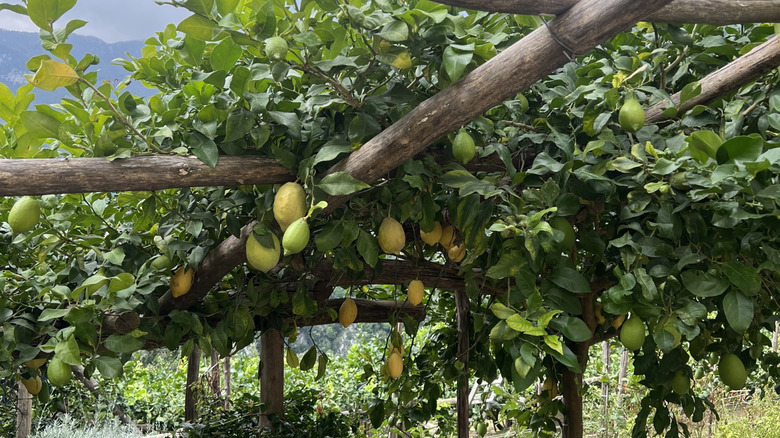 İtalyan bahçesinde limon ağacı espalier.