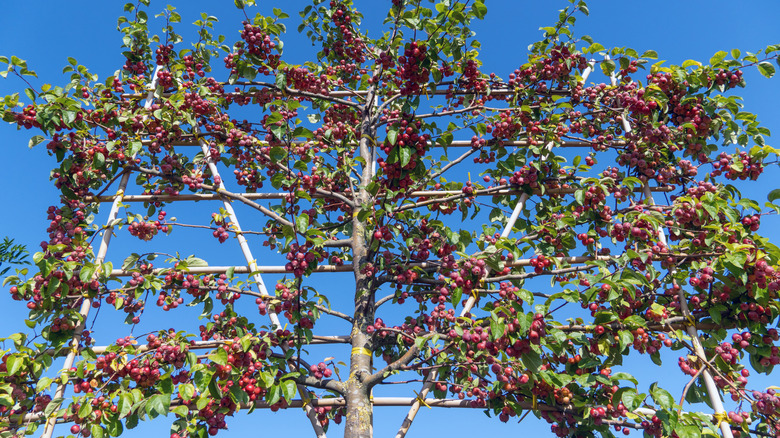 Ahşap çerçevede crabapple ağacı espalier.