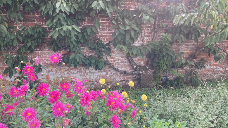 Kiraz ağacı espalier duvarlı bahçede.