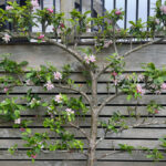 Espalier için mükemmel olan 11 meyve ağacı
