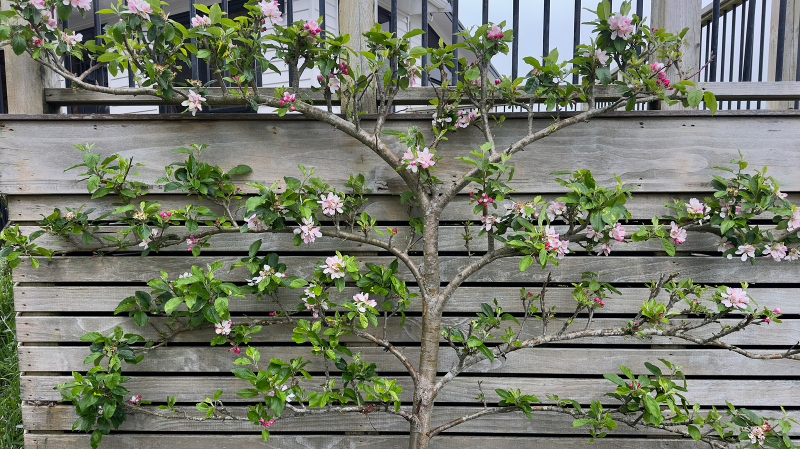 Espalier için mükemmel olan 11 meyve ağacı