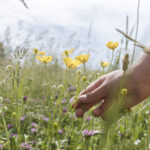 Şişe çiçekleri ve akıllı bir DIY ile kavanozlarda koruyun