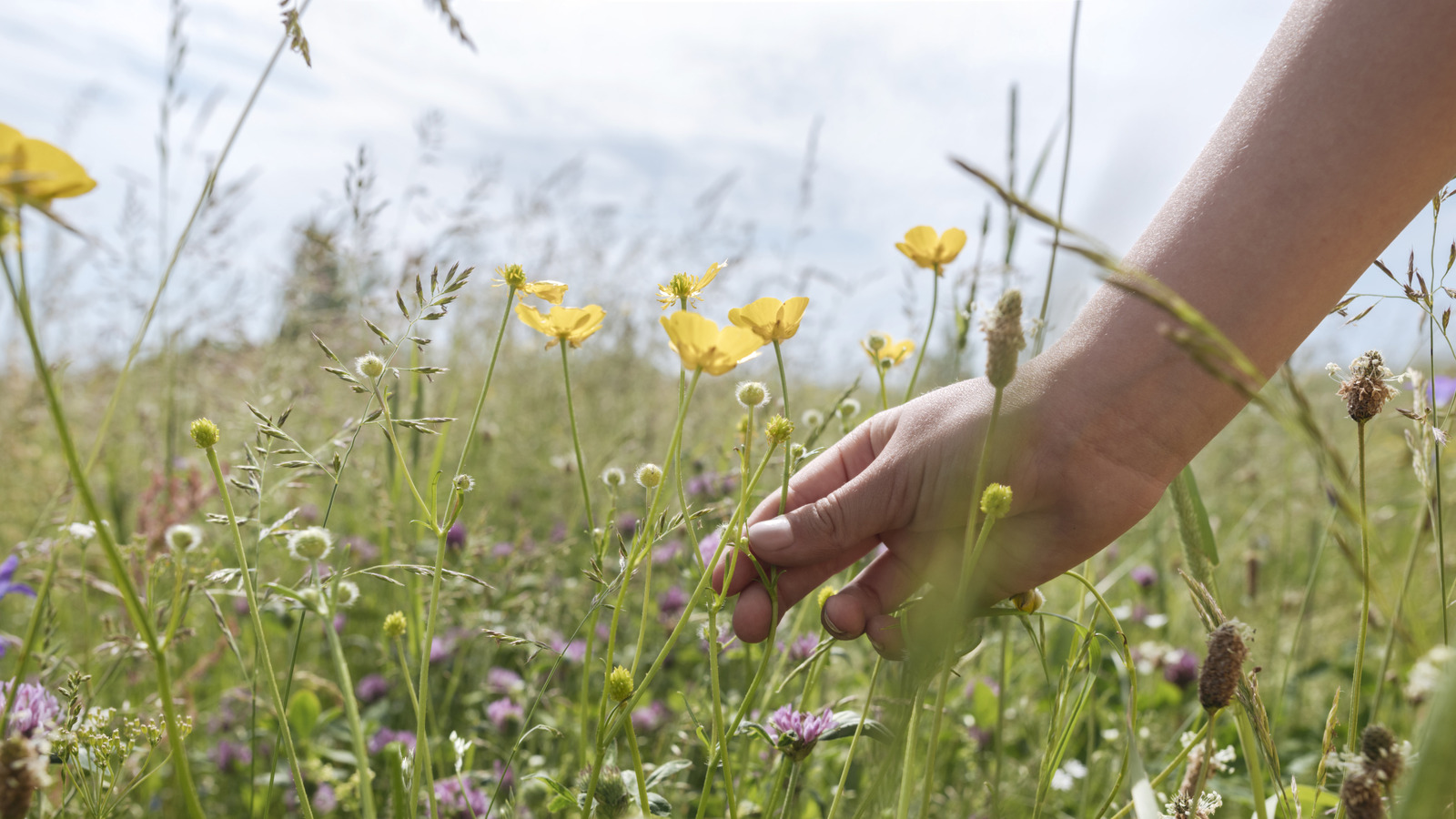 Şişe çiçekleri ve akıllı bir DIY ile kavanozlarda koruyun