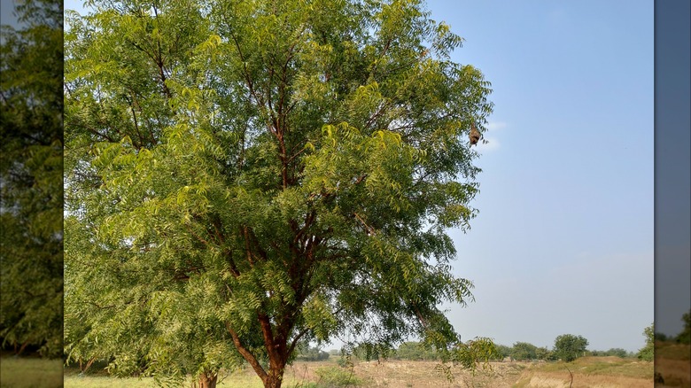 Sahadaki Neem Ağacı