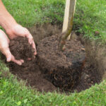 Tüm avantajları için bahçenize ekmek isteyeceğiniz hızlı büyüyen ağaç