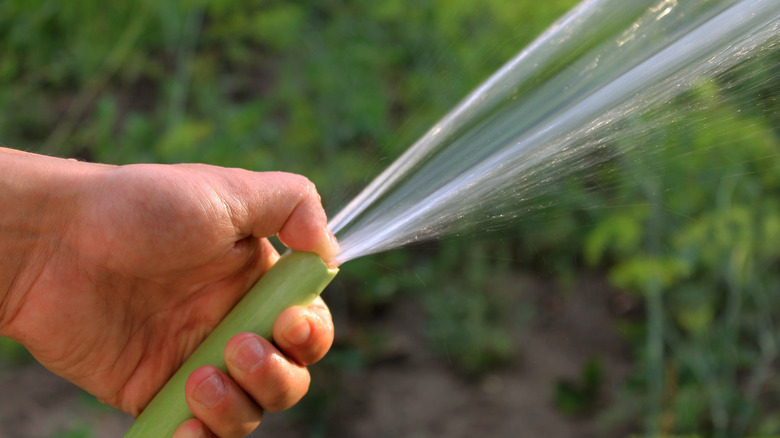 El, su püskürürken yeşil bir bahçe hortumu tutar