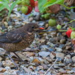 Çilek bitkilerinizi kuşlardan koruyan bahçe dekoru DIY