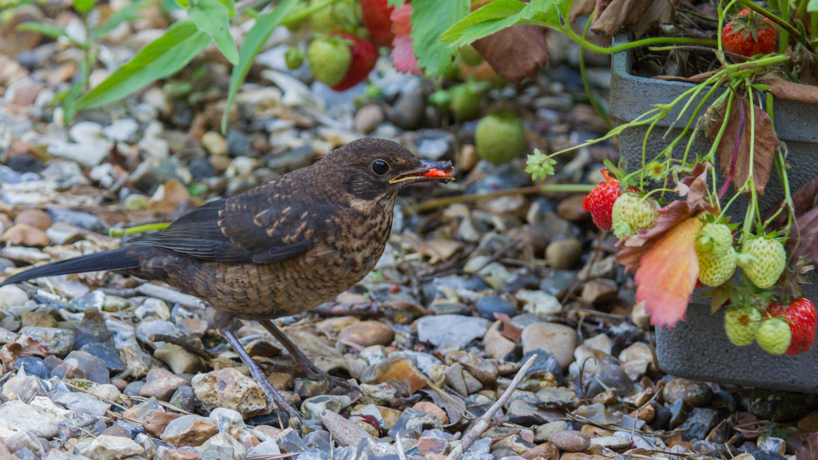 Çilek bitkilerinizi kuşlardan koruyan bahçe dekoru DIY