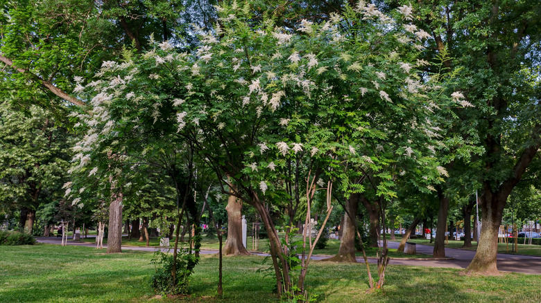 Güzel çiçekleri gösteren dev bir ağaç leylak