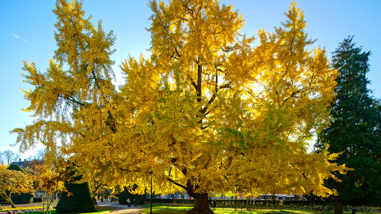 Muhteşem sonbahar rengini gösteren bir Maidenhair ağacı