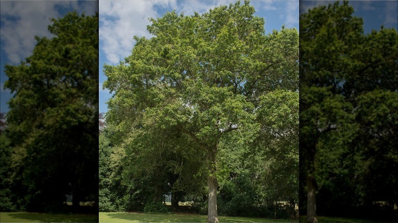 Görkemli bir shingle meşe