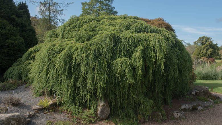Kayalık bir manzarada ağlayan bir doğu hemock