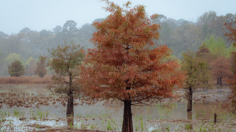 Sonbahar rengini gösteren kel bir selvi