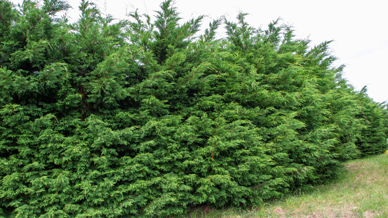 Bir sıra yakından ekilmiş Amerikan Arborvitae