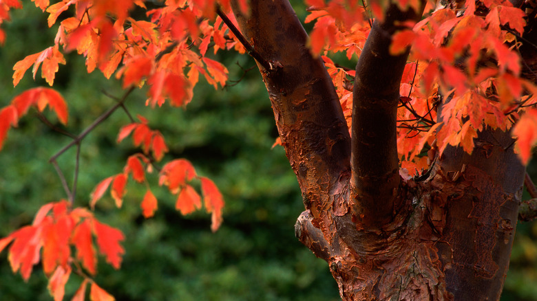 Sonbahar yapraklarının yakın çekilmesi ve bir Paperbark akçaağının dökülme kabuğu