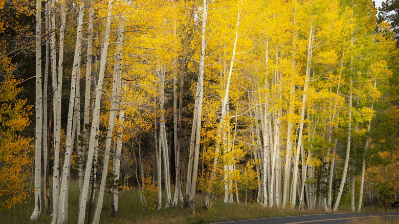 Bir yolun yanında yoğun büyüyen quaking aspen ağaçlarının korusu