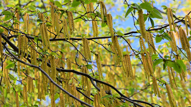 Pürüzsüz bir kızılağının dallarında çiçek kedilerinin yakınlığı