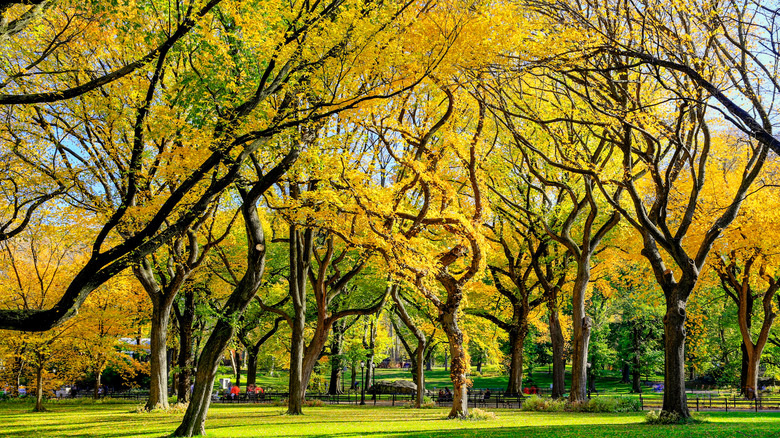 Central Park'ta Amerikan Elm Ağaçları Grove