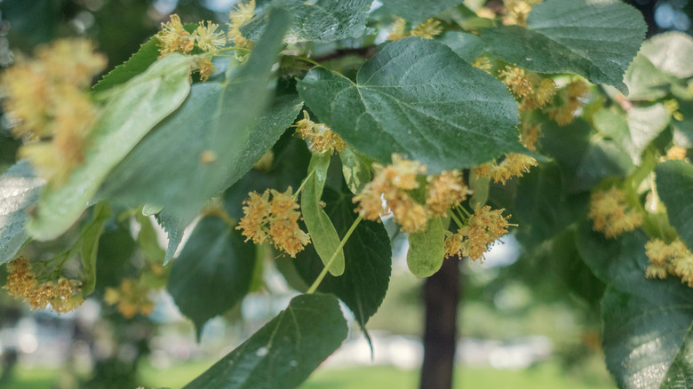 Bir Amerikan Linden Ağacı'ndaki Çiçeklerin Yakınlığı