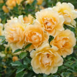 Gelişen güller için toprağınızı mükemmelleştirmek için uzman ipuçları