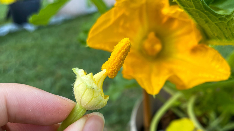 Bir kişi elle dondurucu kabak çiçek açar.