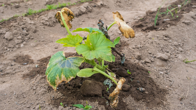 Wilting Kabak bitkisi