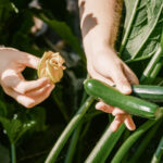 Bahçıvanların farkında olması gereken büyüyen kabak bitkilerinin dezavantajları