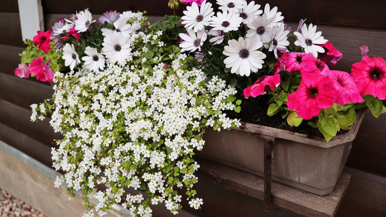 Petunias, bacopas ve diğer çiçekler bir sepette gelişir.