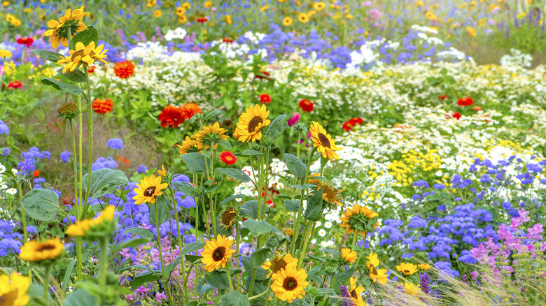 Bir bahçede farklı renkli çiçekler