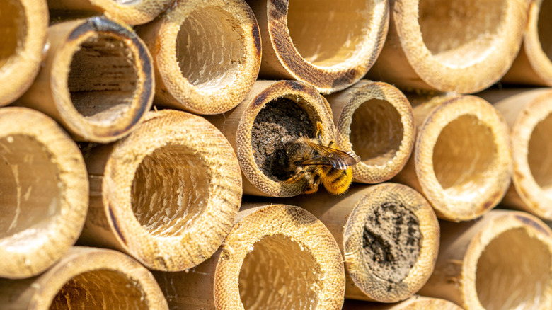 Bir böcek evinde arı