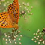 Bahçenize tozlayıcıları çekmeye çalışıyorsanız bu hatalardan kaçının