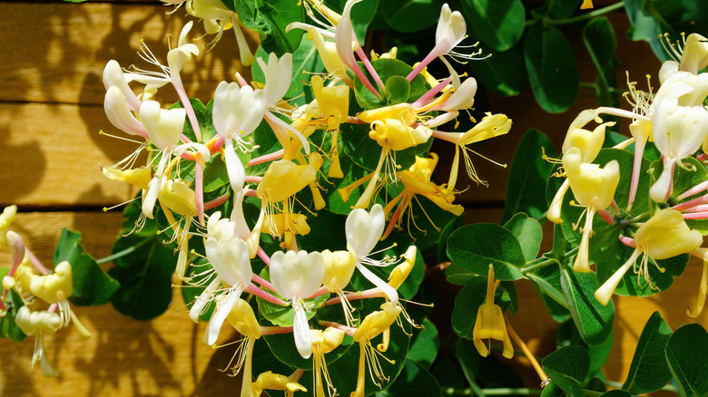 Bir ahşap duvarda büyüyen tam çiçek açan bir Japon hanımeli asma